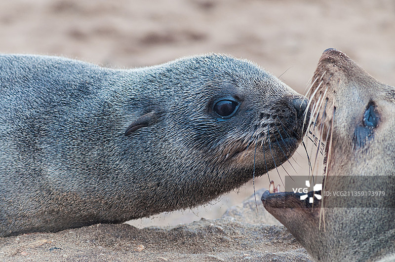 纳米比亚岩石上的海豹特写图片素材
