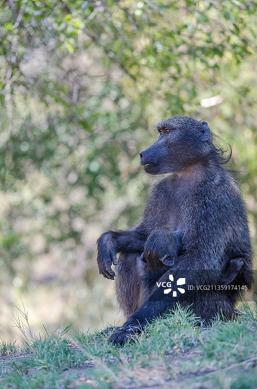 狒狒坐在田野上的特写，纳米比亚图片素材