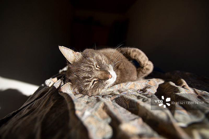 猫咪在意大利的木头上睡觉的特写图片素材