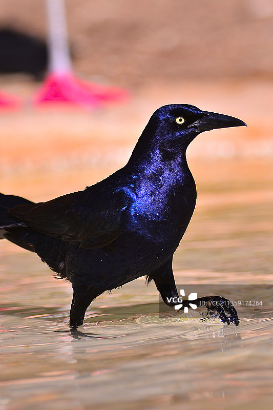 栖息在海滩岸边的鸽子特写图片素材