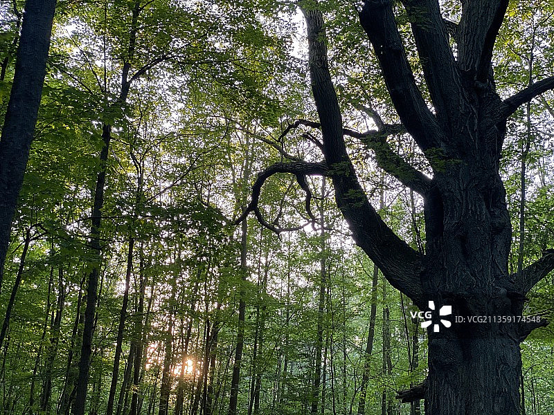 仰视森林中的竹树，布法罗，纽约州，美国图片素材