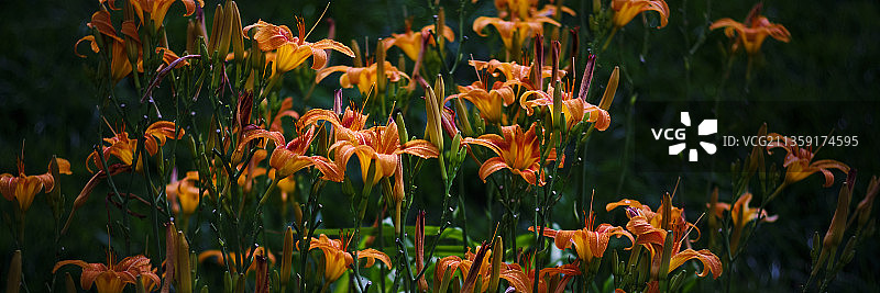美国堪萨斯田野上的花卉特写图片素材