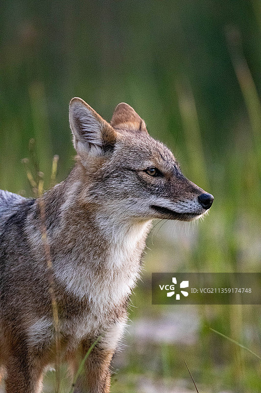 以色列狐狸看向远方的特写图片素材
