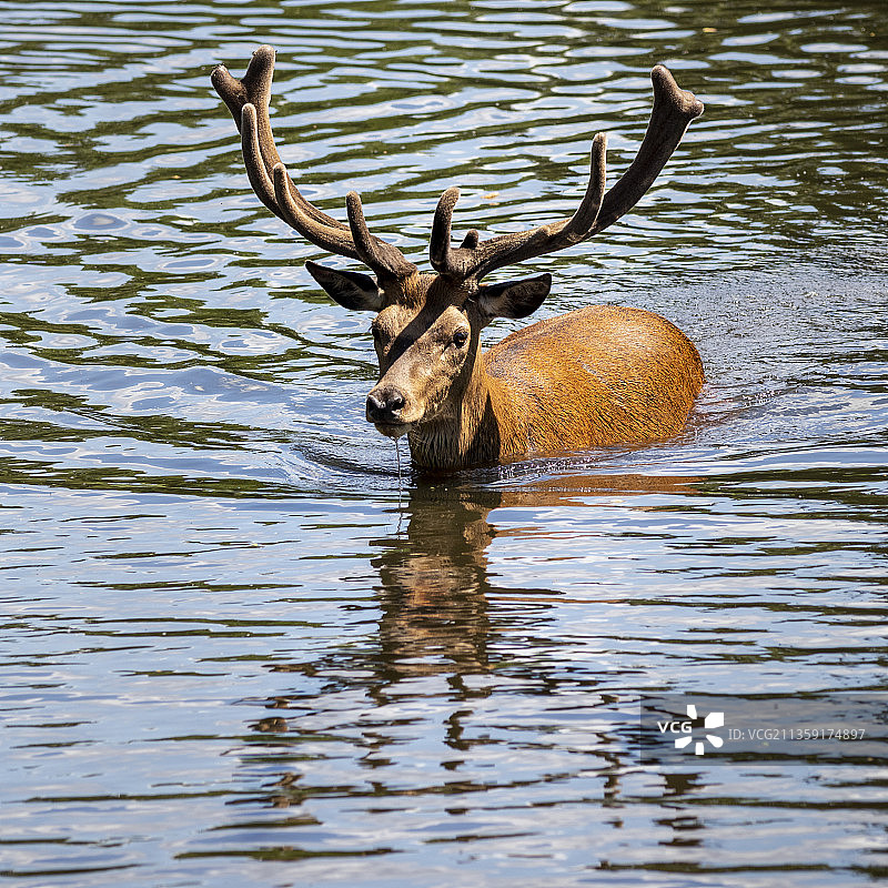 英国布什公园湖中鹿的俯视图图片素材