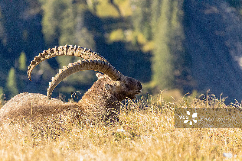 阿尔卑斯山羚羊站在田野上的侧面像，奥伯里德，瑞士图片素材