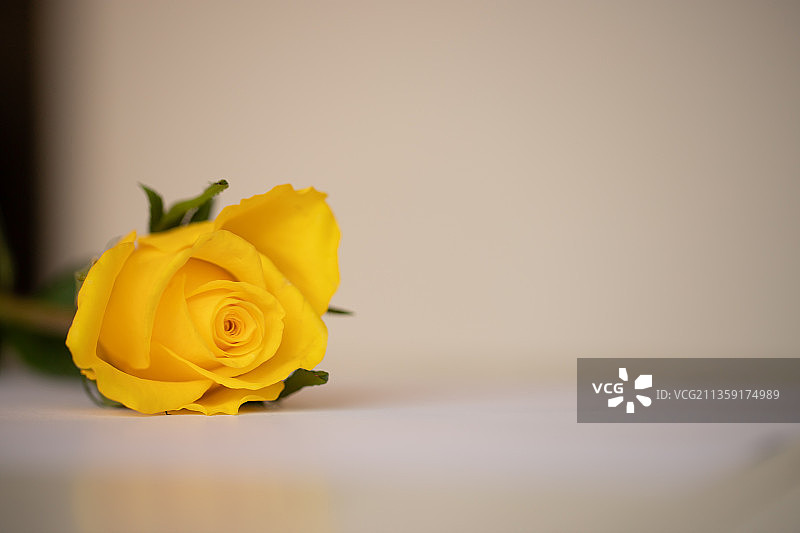黄色玫瑰特写，德国图片素材
