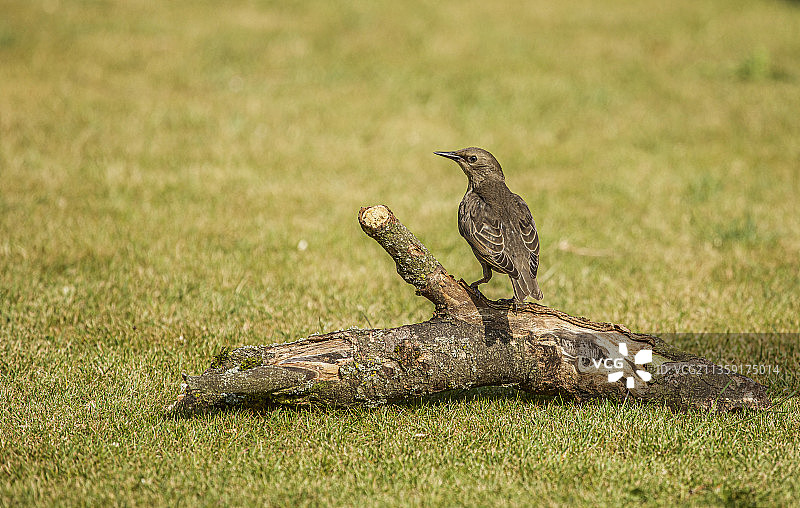 鸟类栖息在树上（英国诺茨福德）图片素材