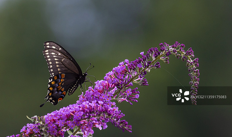 蝴蝶在紫色花上采蜜特写，美国宾夕法尼亚州汉诺威图片素材
