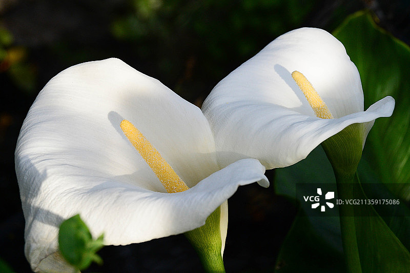 英国埃格姆的白色植物特写图片素材