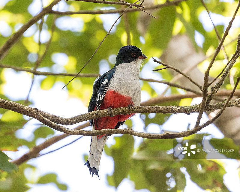 古巴扎帕塔半岛上栖息在树上的热带啸鴗的仰视视角图片素材