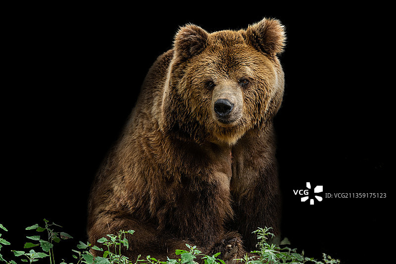 黑色背景上的棕色灰熊欧亚棕熊肖像图片素材
