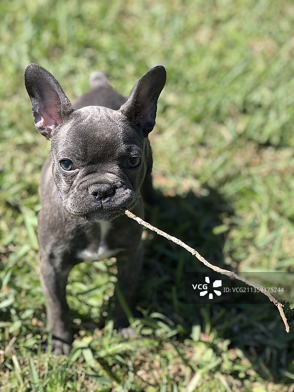 站在田野上的法国斗牛犬纯种犬肖像，美国图片素材