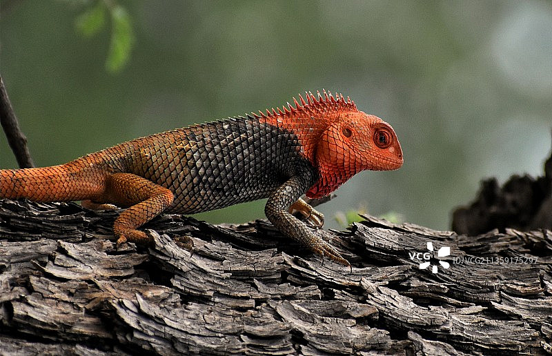 特写：变色龙在树上图片素材