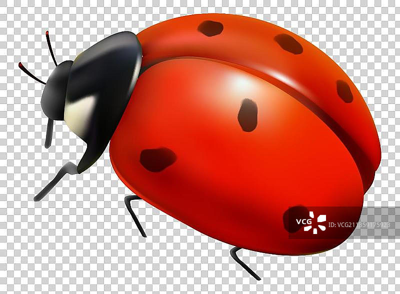 七星瓢虫元素图片素材