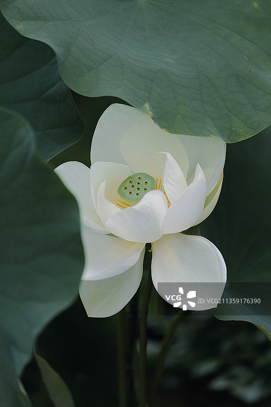白色莲花特写图片素材