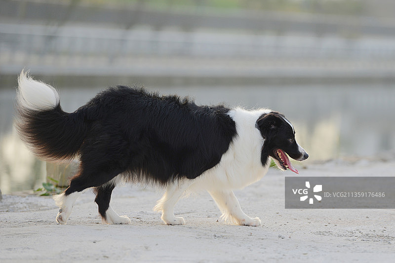 犬，狼疮，家犬，边境牧羊犬图片素材