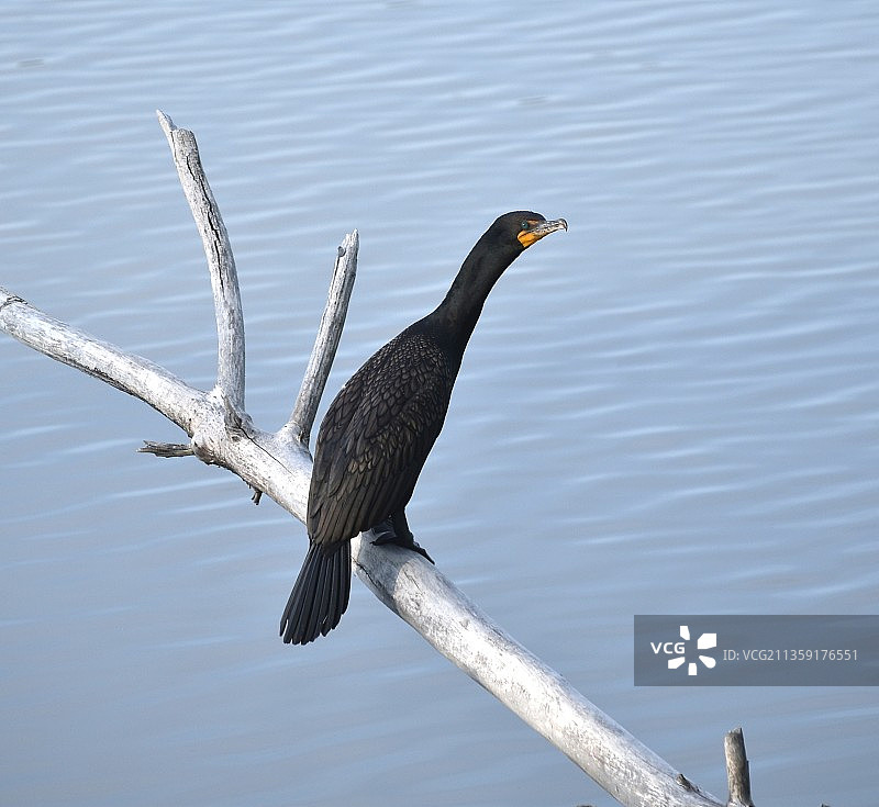 科罗拉多州丹佛市湖面上的鸬鹚高角度视图图片素材