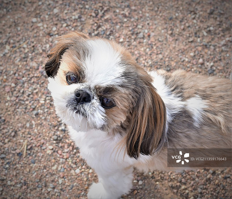 美国科罗拉多州丹佛市沙滩上的拉萨犬俯瞰图图片素材