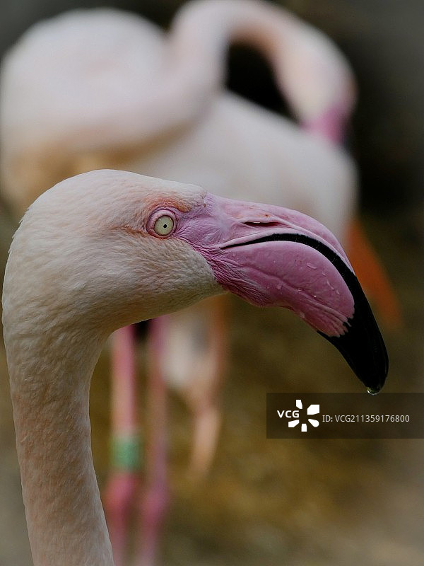 大火烈鸟特写图片素材