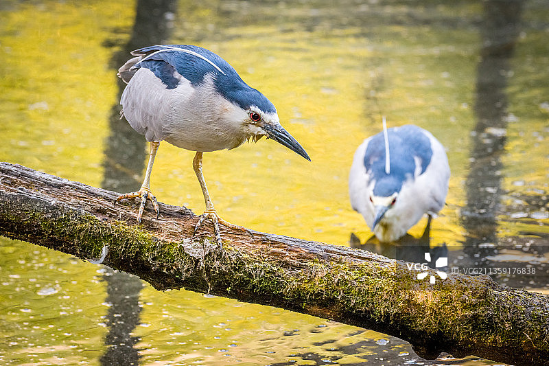 荷兰阿姆斯特丹树枝鸟类特写图片素材
