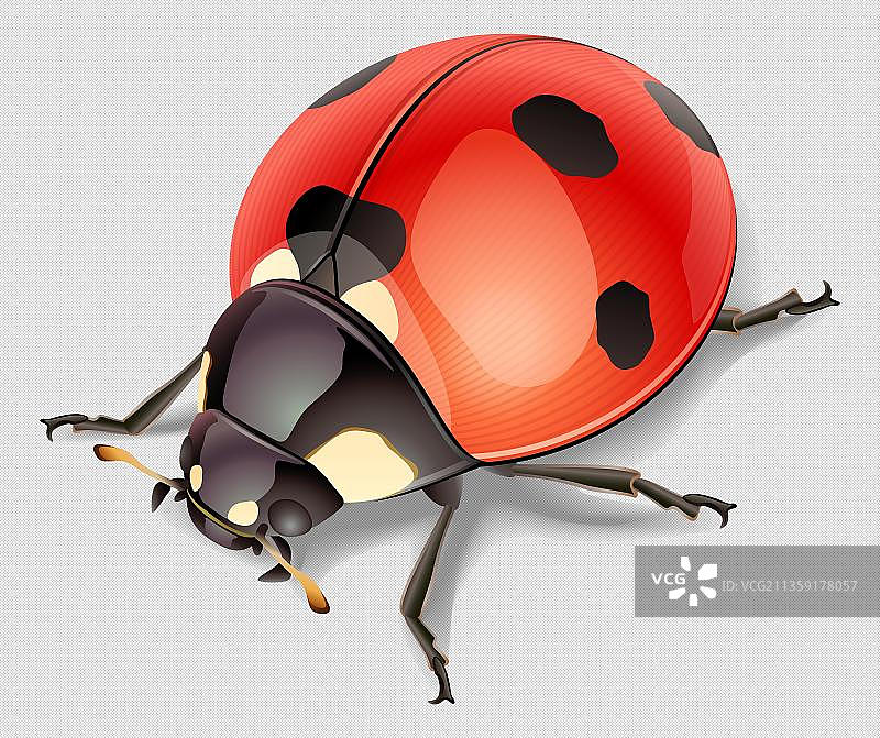 卡通红色的瓢虫元素图片素材