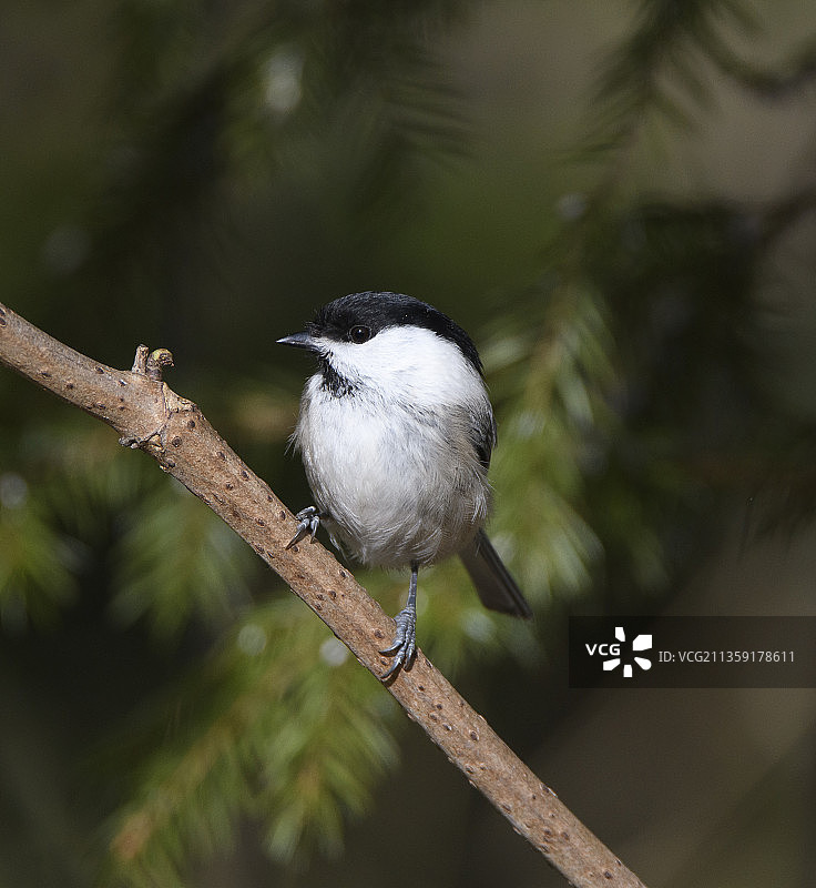 山雀栖息在树枝上的特写图片素材