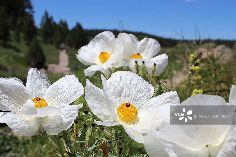 特写的白色开花植物在田野上图片素材