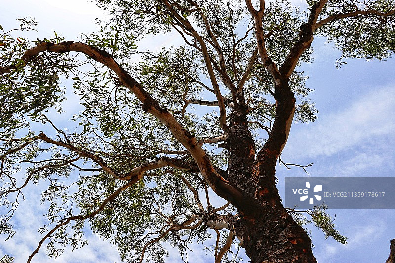 树对天空的低角度视图图片素材