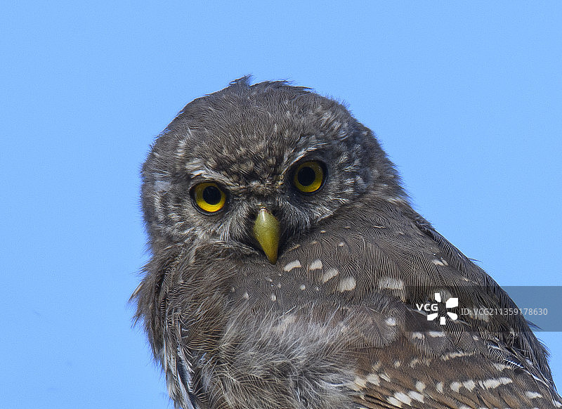 斯德哥尔摩晴空下的条纹猫头鹰特写图片素材