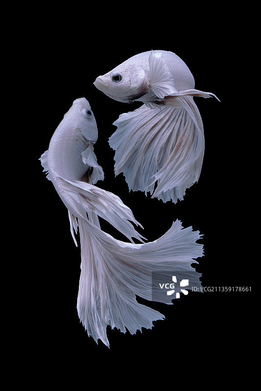 黑色背景下的斗鱼特写图片素材