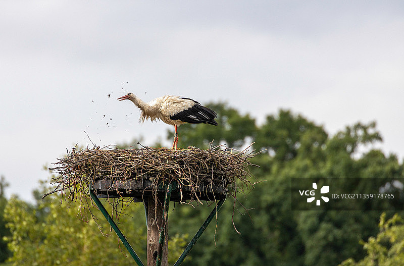 德国诺德霍恩，鸟巢中鹳鸟的仰视角度图片素材