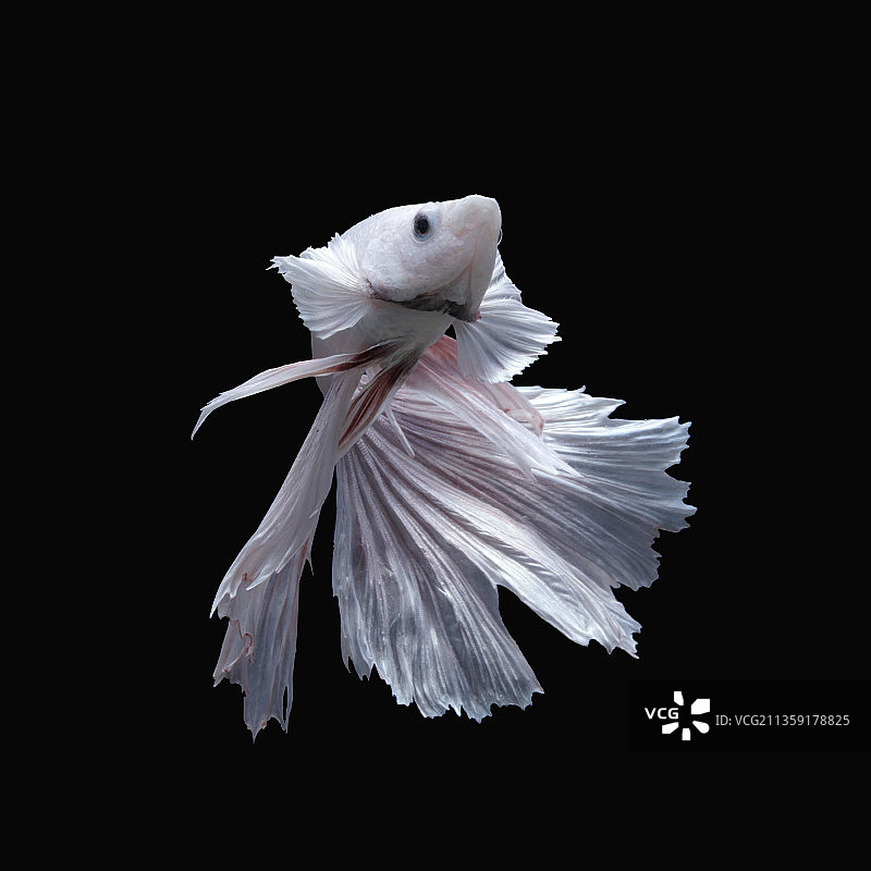 黑色背景下的斗鱼特写图片素材