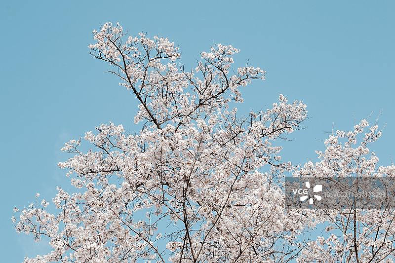 蓝色天空下的樱花图片素材