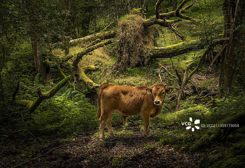 西班牙阿斯图里亚斯，森林中站立的狮子图片素材