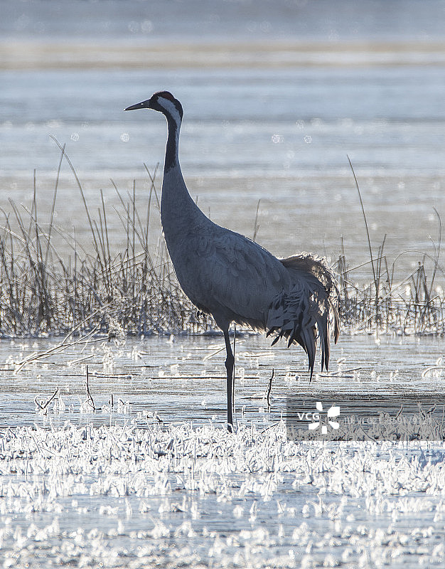 沙丘鹤栖息在海滩岸边的侧视图图片素材