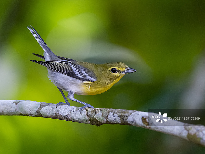 栖息在树枝上的鸣禽莺特写，哥斯达黎加埃雷迪亚图片素材