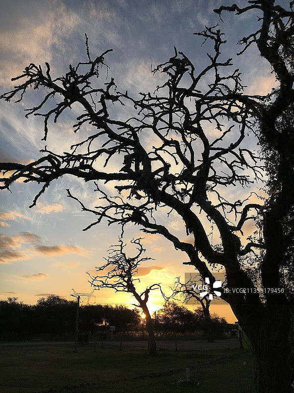 日落时原野上树木的轮廓图片素材