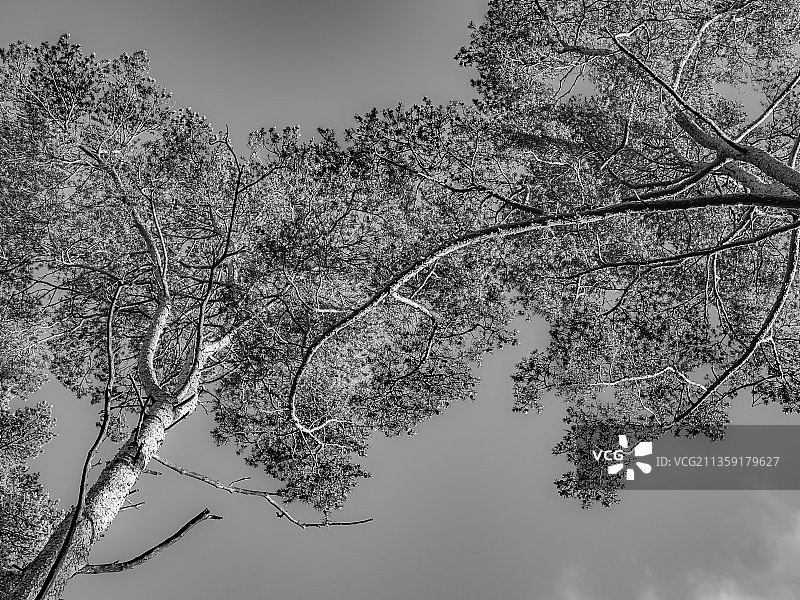 树对天空的低角度视图图片素材