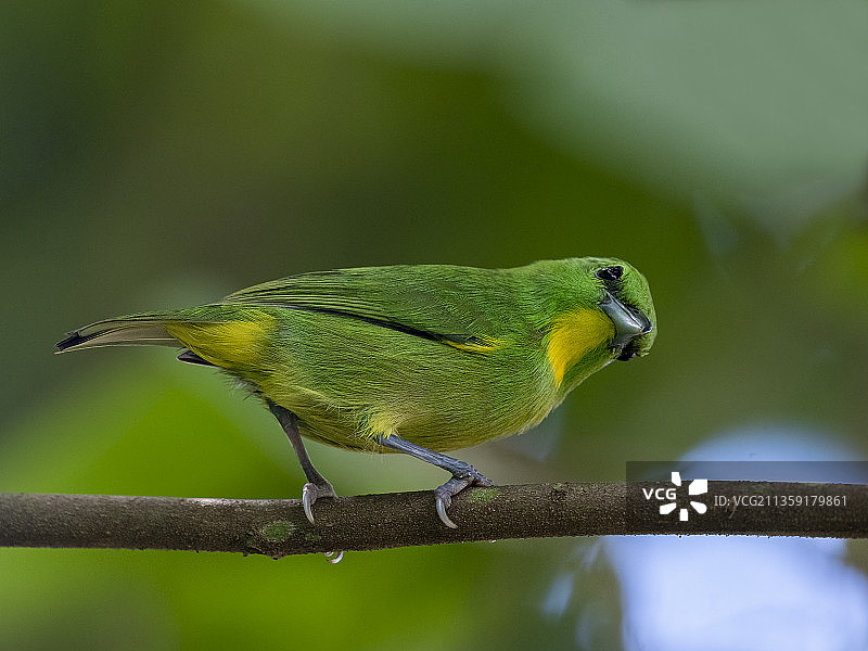 唐纳雀栖息在树枝上特写图片素材