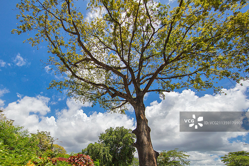 尼加拉瓜的树木图片素材