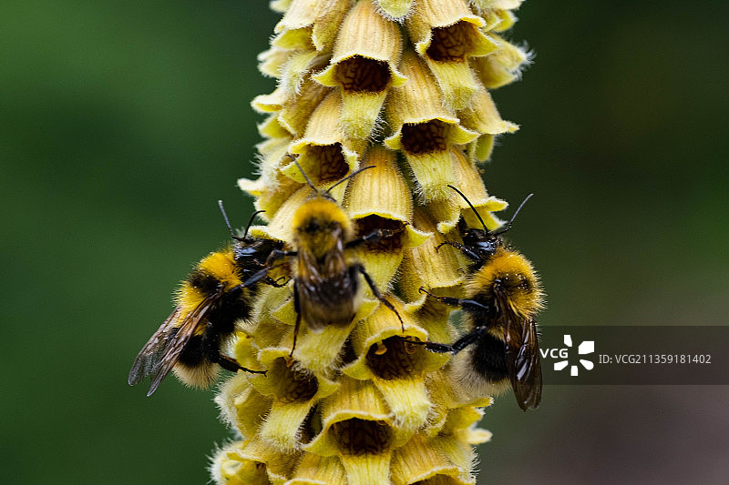 蜜蜂在黄花上的特写图片素材
