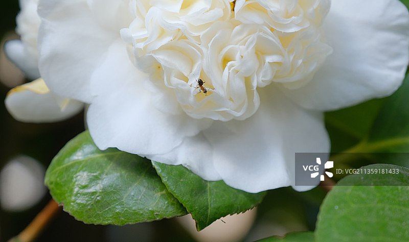 白色玫瑰花的特写，科莫，意大利图片素材