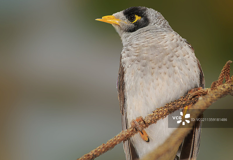 澳大利亚新南威尔士百年公园，食蜜鸟栖息在树枝上特写图片素材
