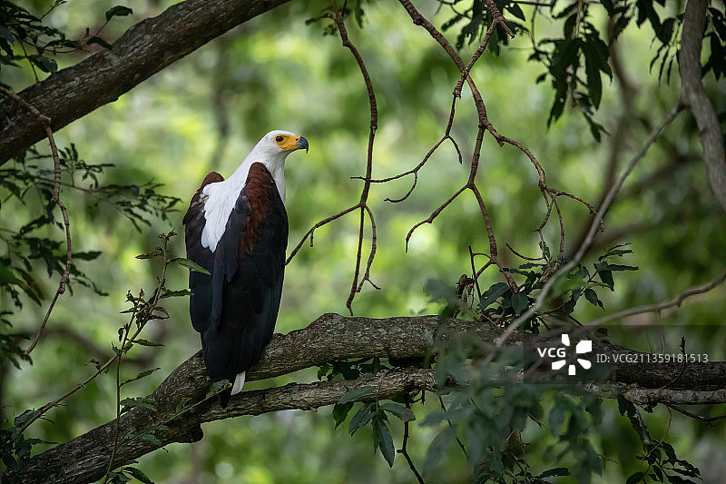 非洲鱼鹰栖息在树枝上的仰视角度照片，南非图片素材