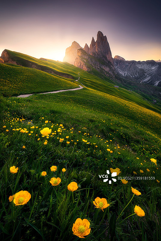 风景的开花植物在田野对天空图片素材