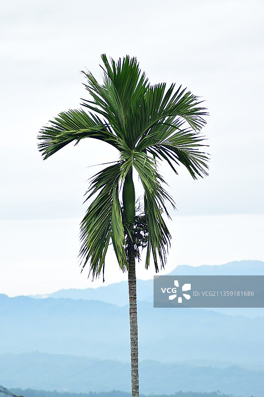 孟加拉国萨杰克棕榈树的景色图片素材