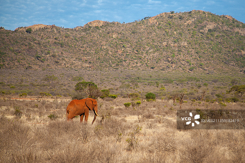 站在田野上的马侧视图图片素材
