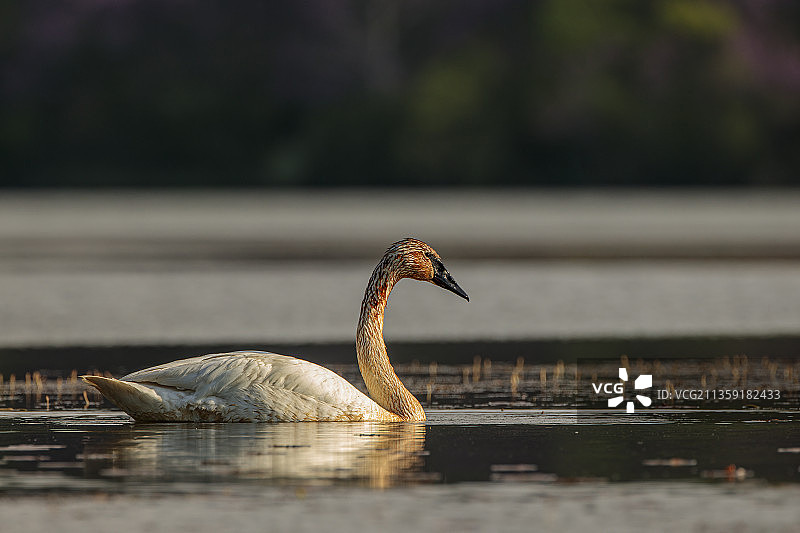 疣鼻天鹅在湖中游泳特写，美国基瑟湖州立公园图片素材