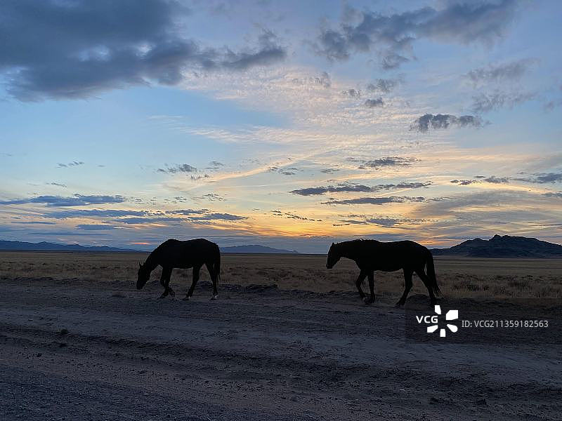 日落时分，美国犹他州田野上马匹的剪影图片素材