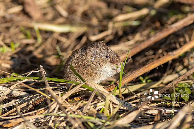 松鼠在野外的特写镜头图片素材
